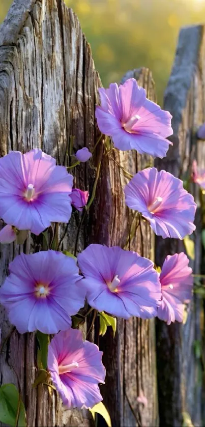Purple morning glories on a rustic fence.