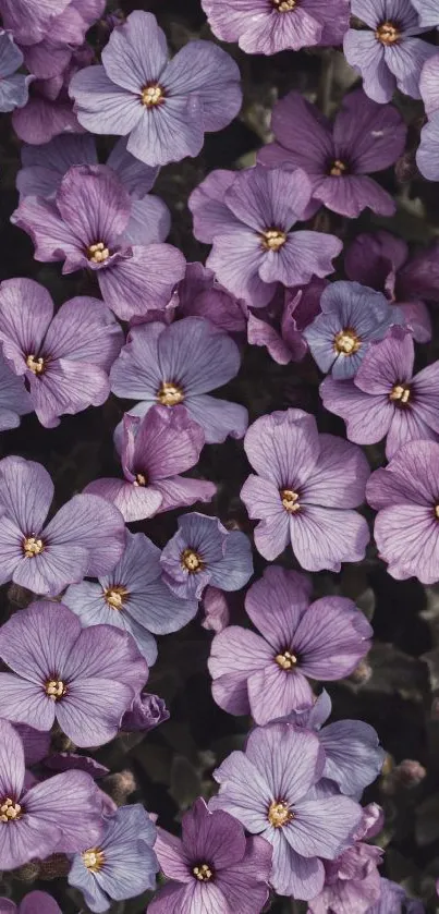 Close-up of vibrant purple flowers in bloom.