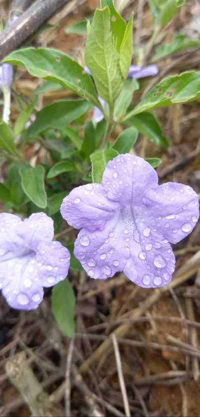 Lavender flowers with raindrops on natural background.