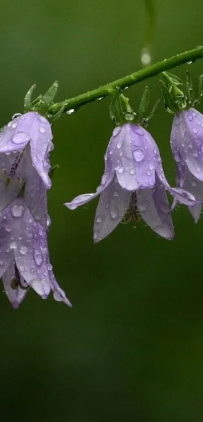 Purple flowers with raindrops on green background mobile wallpaper.