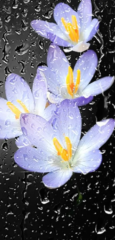 Purple flowers with raindrops on a dark background.