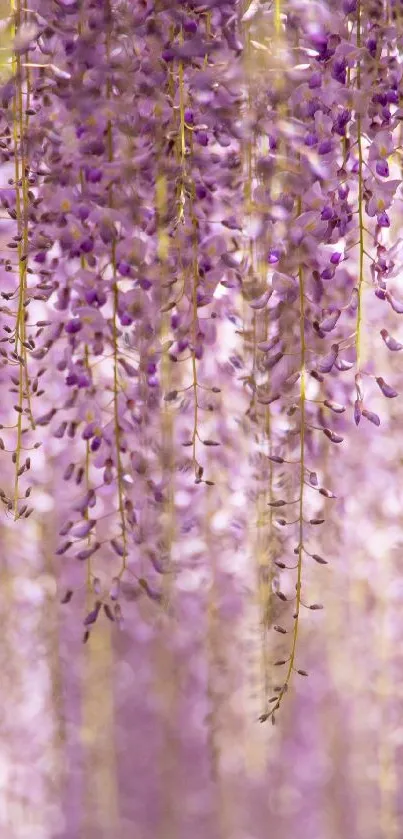 Hanging purple flowers create a serene and elegant mobile wallpaper.