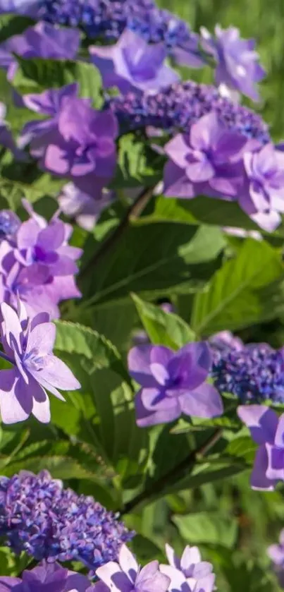 Vibrant purple hydrangea flowers against lush greenery.