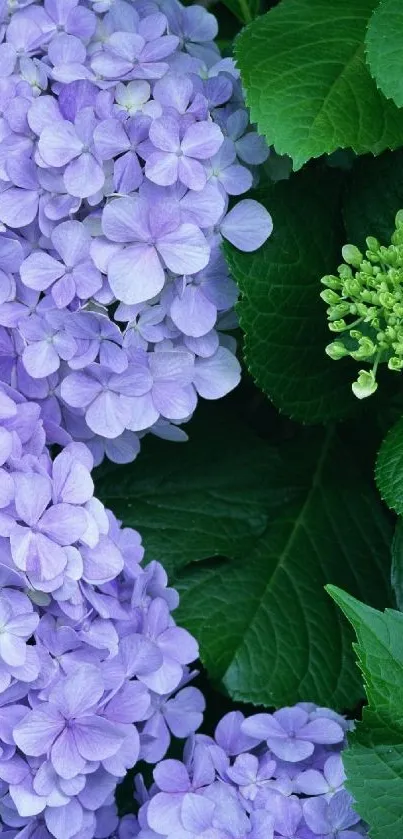 Purple hydrangea flowers with green leaves wallpaper.