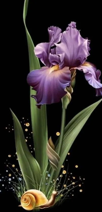 Purple iris with snail on black background.