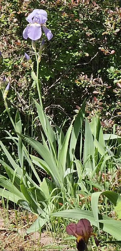 Purple iris flowers with green leaves in a lush garden setting.