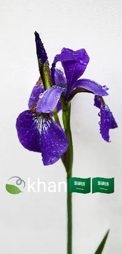 Purple iris flower with raindrops on petals against a white background.