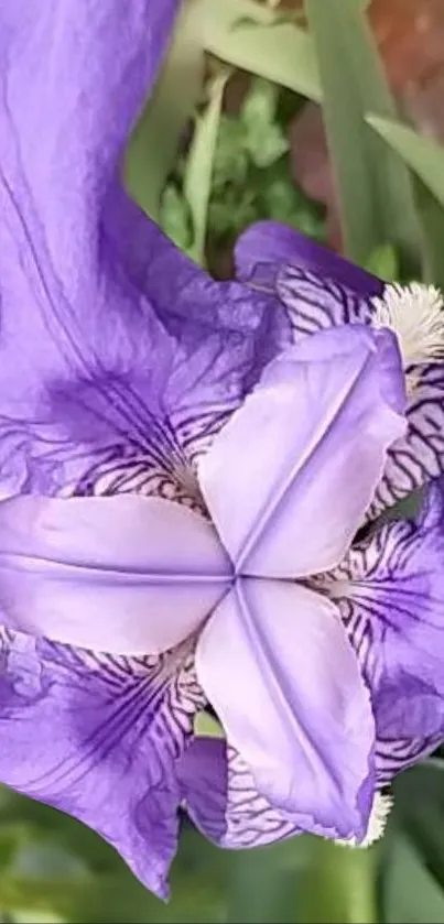 Beautiful purple iris flower with vibrant petals.