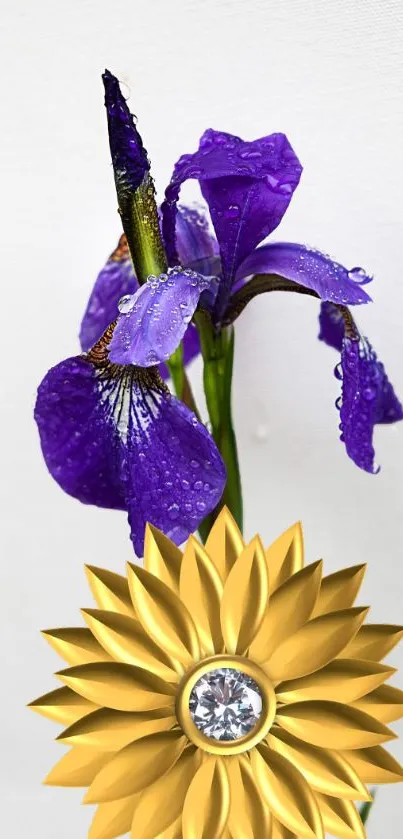 Purple iris with water droplets and golden flower on a white background.