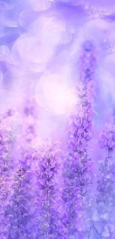 Dreamy lavender field with butterfly in soft purple hues.