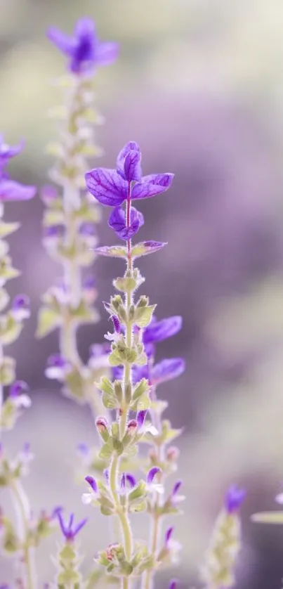 Purple lavender flowers with a soft background on mobile wallpaper.