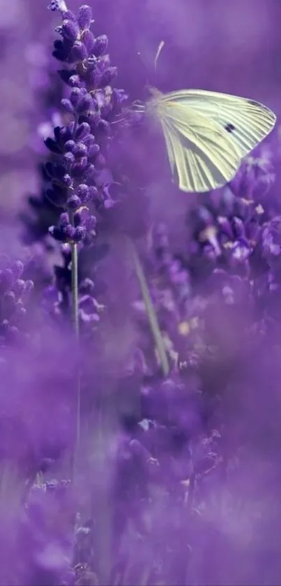 Purple lavender field with butterfly close-up.