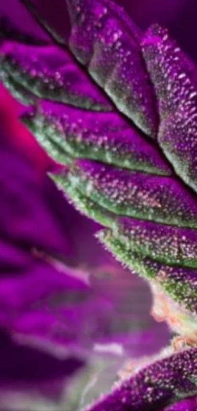 Close-up of a purple leaf with intricate texture.