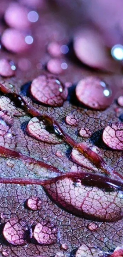 Close-up of a purple leaf with water droplets, ideal for mobile wallpaper.