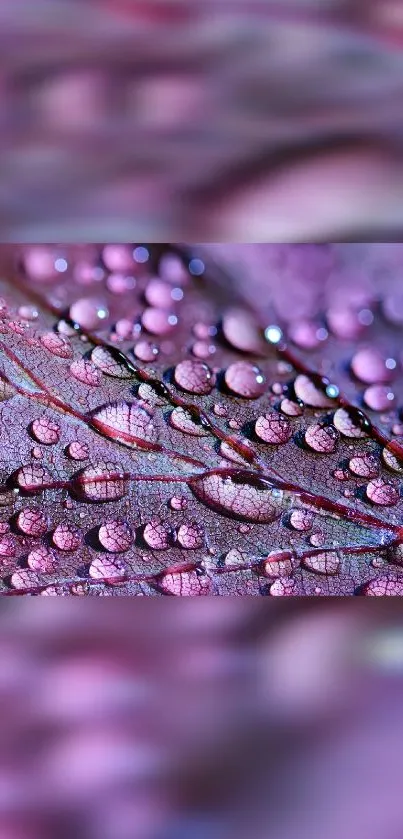 Purple leaf with water droplets creating a fresh, natural mobile wallpaper aesthetic.