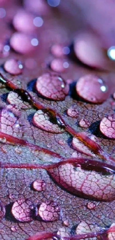 Close-up of a purple leaf with water droplets on its surface.