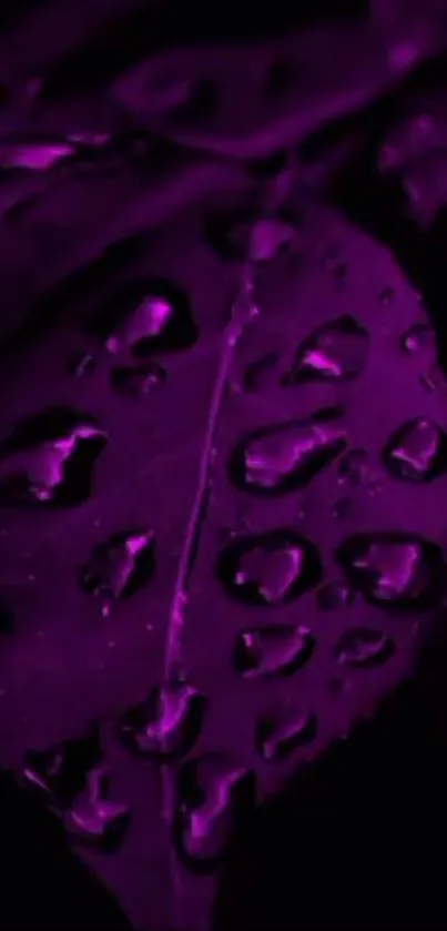 Purple leaf with glistening water droplets background.