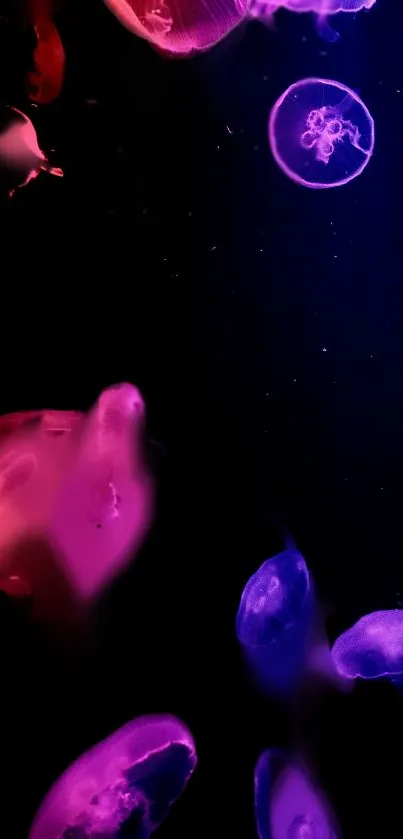 Purple Light Liquid Live Wallpaper