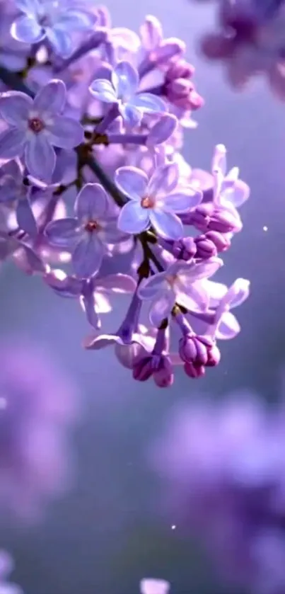 Purple lilac flowers in bloom, close-up shot.