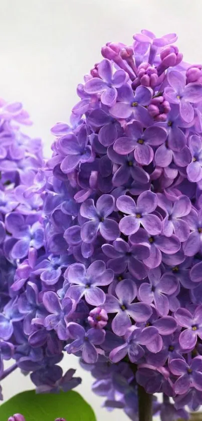 Purple lilac flowers in full bloom, close-up view.