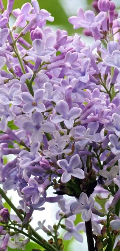 Mobile wallpaper featuring purple lilac flowers in full bloom.