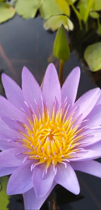 Purple lotus flower with yellow center on water surface.