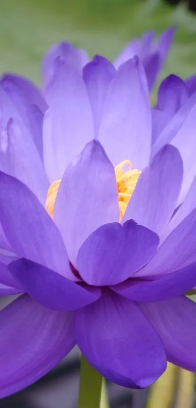 A vibrant purple lotus flower with green leaves in the background.