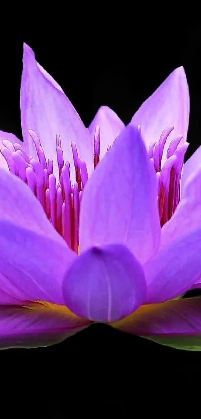 Purple lotus flower on a black background.