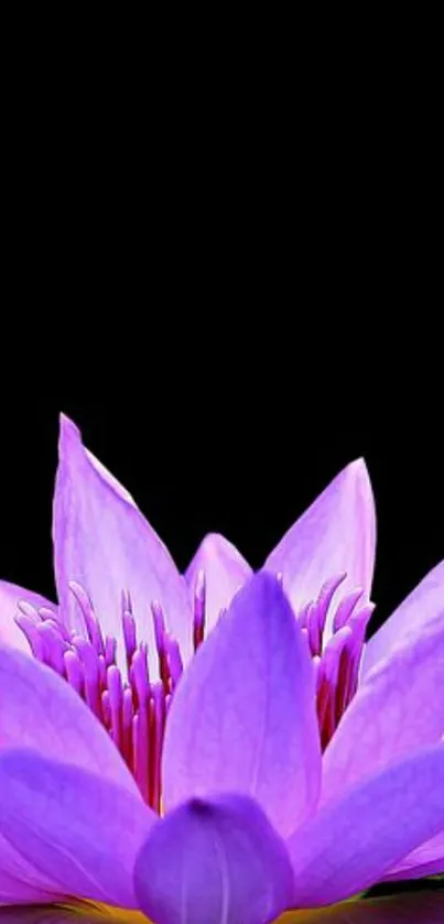 Purple lotus flower against a black background.