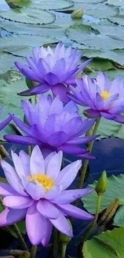 Purple lotus flowers blooming in a pond with lush green leaves.