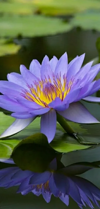 Purple lotus flower on water with reflection.