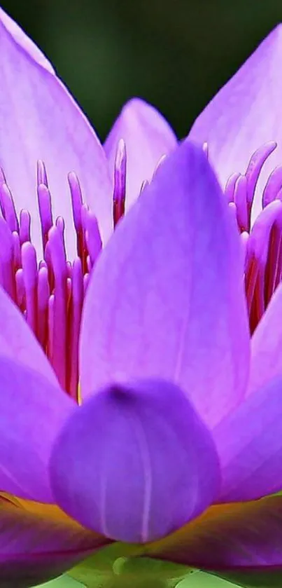 Vibrant purple lotus flower on a serene green background.