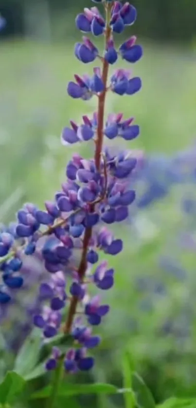 Close-up of purple lupine flowers in a lush green field.