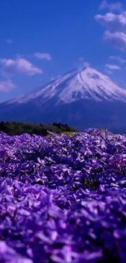 Mobile wallpaper of purple flowers with a mountain backdrop.