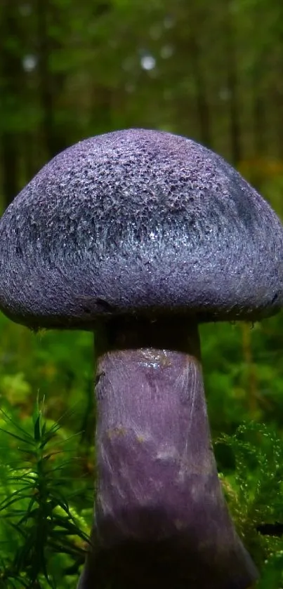 Vibrant purple mushroom in lush green forest setting.