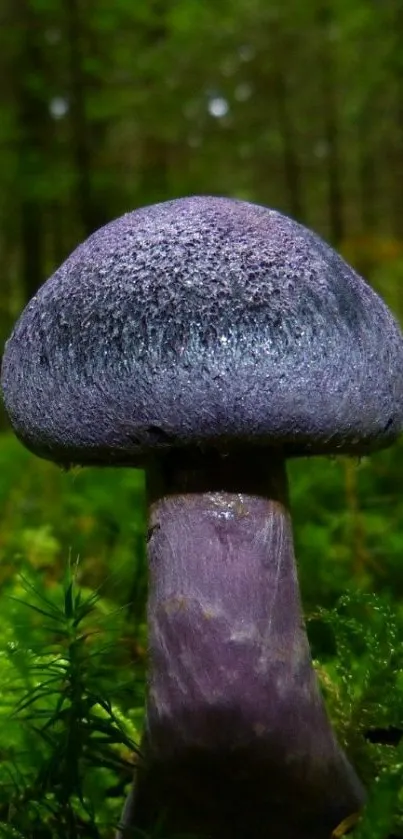 Purple mushroom in a lush forest setting with green foliage.