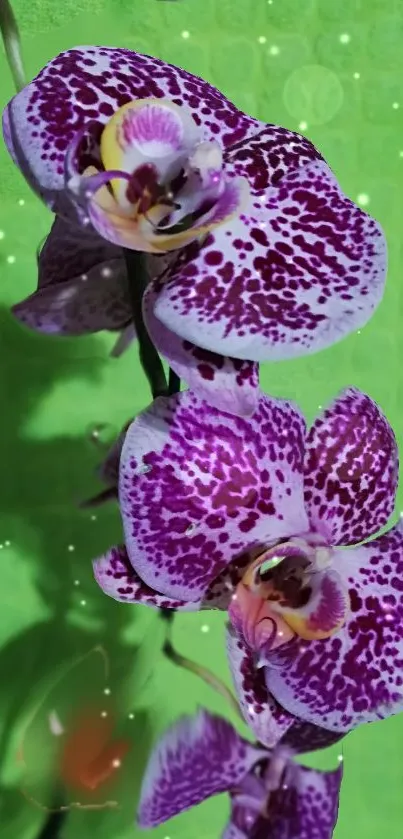 Purple orchids with green background wallpaper.