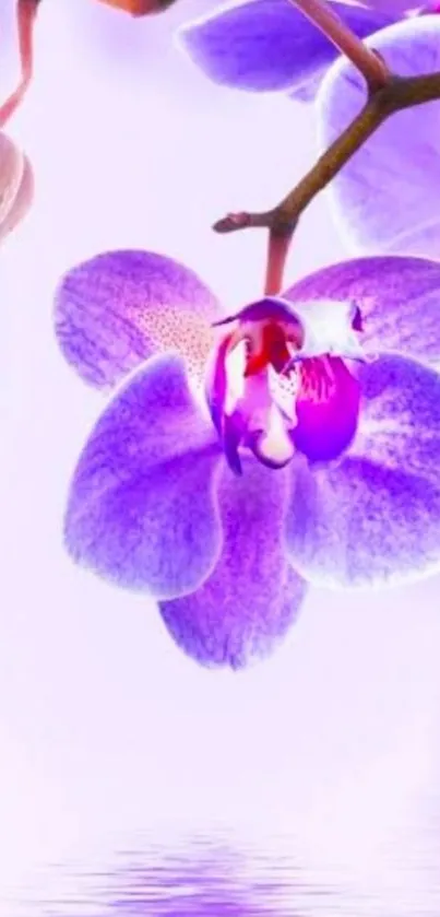 Purple orchid with water reflection wallpaper.