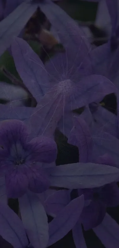 Purple flowers with delicate petals in a serene wallpaper.