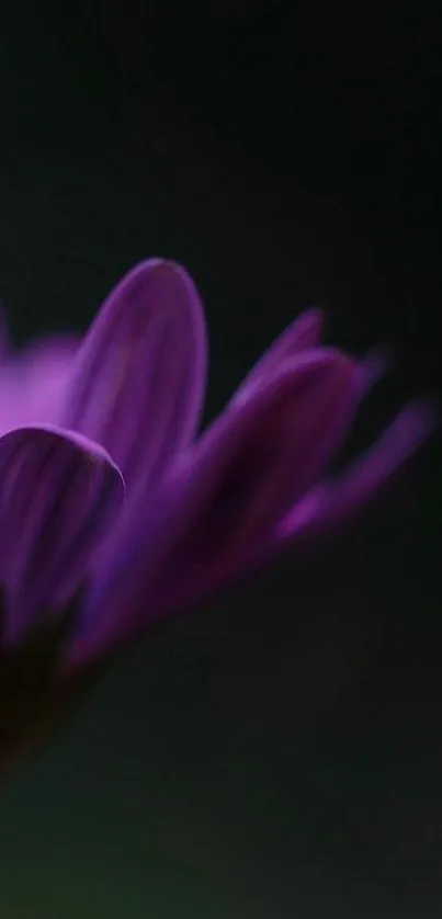 Close-up of purple flower petals with a dark, elegant background.