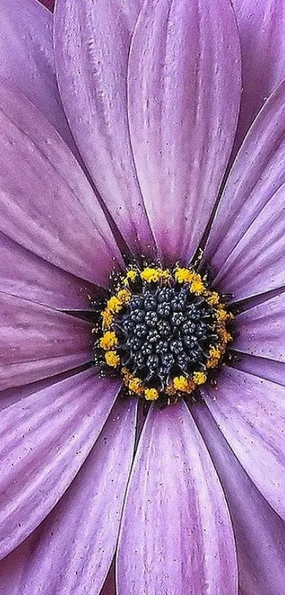 Close-up of a vibrant purple flower with detailed petals.