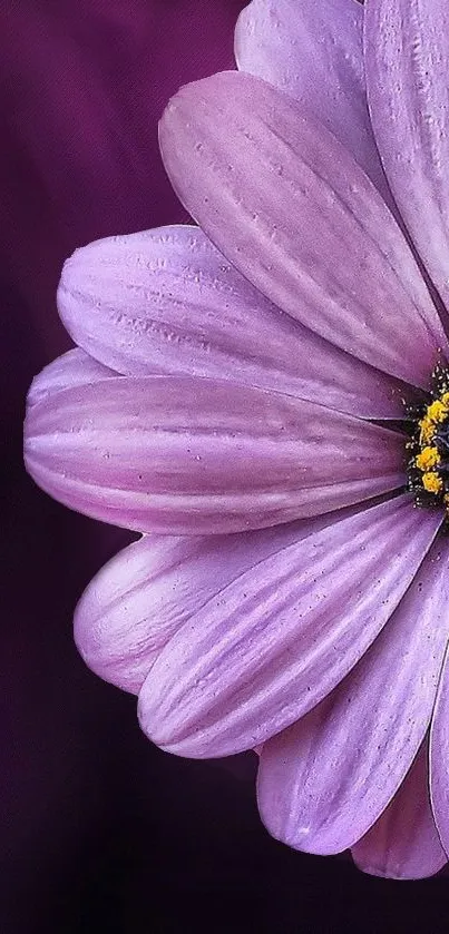 Closeup of a purple flower with detailed petals on a dark background.