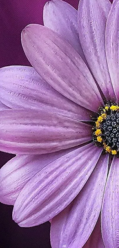 Close-up of a purple flower with vibrant petals.