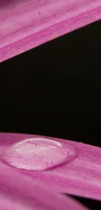 Close-up of a dew drop on a purple petal wallpaper.