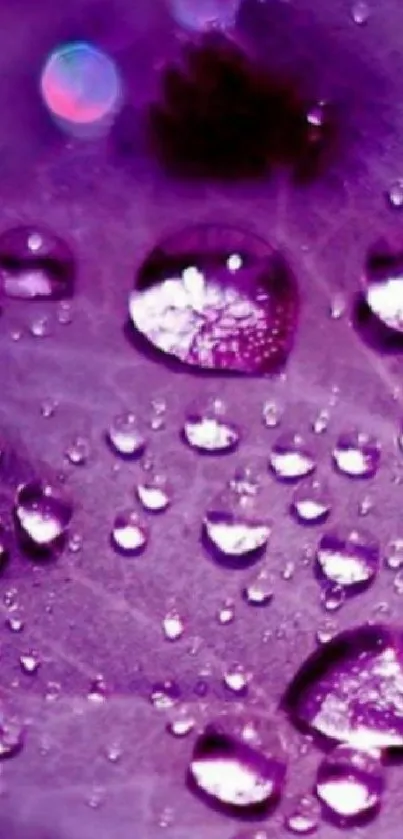 Purple leaf with raindrops wallpaper