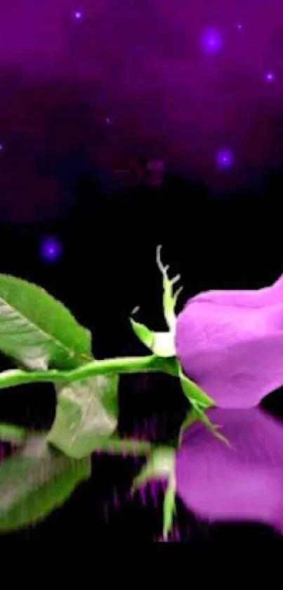 Aesthetic wallpaper with a purple rose and dark reflective background.