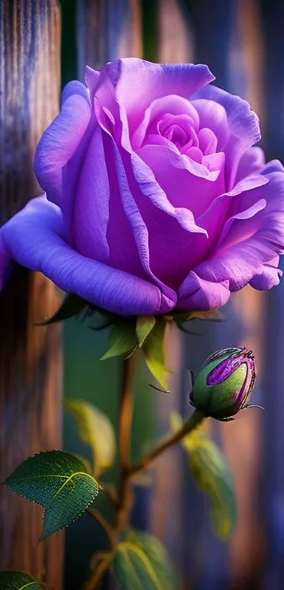 Purple rose blooming beside wooden fence, vivid and elegant.