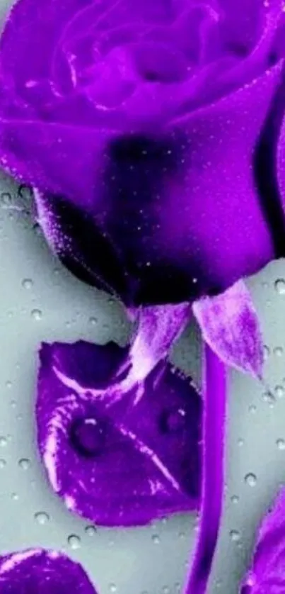 Purple rose with dew on petals against a gray background.