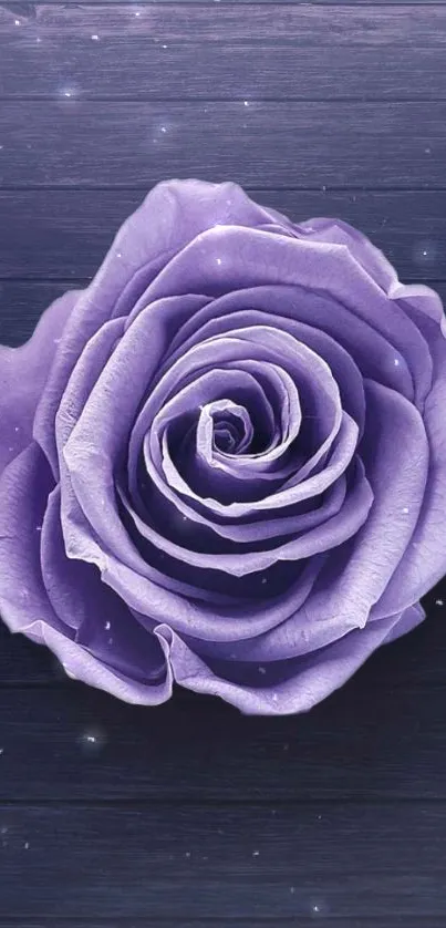 Elegant purple rose wallpaper with wooden background.