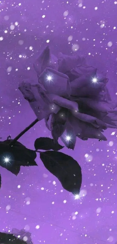 Enchanting purple rose against a starlit sky background.